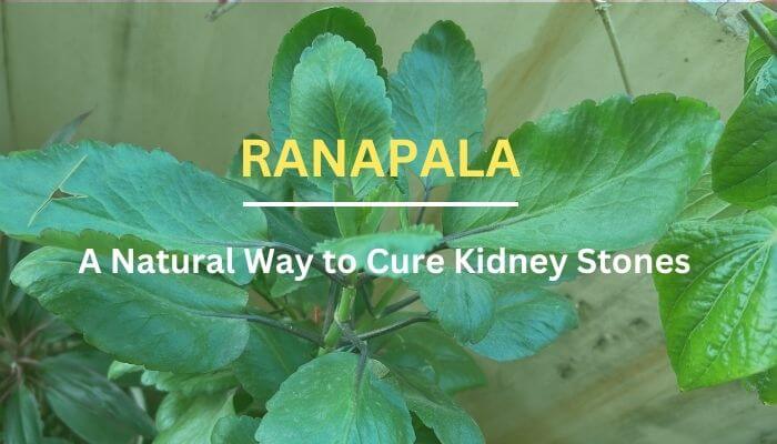 Ranapala: A Natural Way to Cure Kidney Stones and Other Urinary Disorders