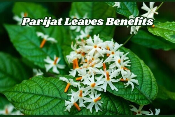 Parijat Leaves Benefits: Amazing Health Advantages You Didn’t Know