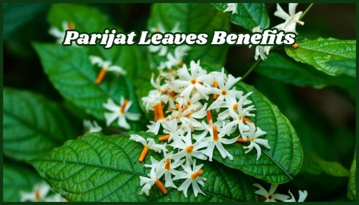 Parijat Leaves Benefits: Amazing Health Advantages You Didn’t Know