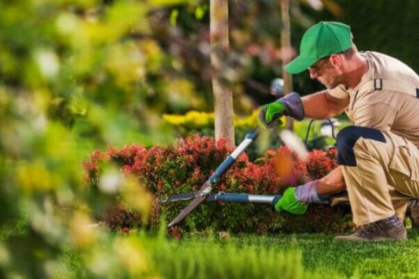 How to Choose the Best Gardening Services for Your Garden