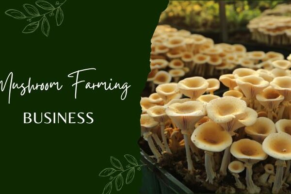 How to Start a Successful Mushroom Farming Business