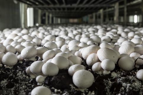  Mushroom Farm