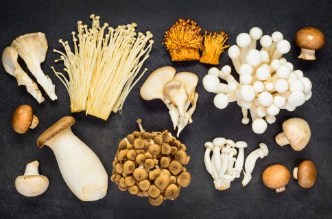 Types of Mushrooms to Cultivate