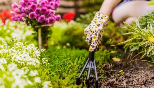 How to Start Your Own Chaos Garden