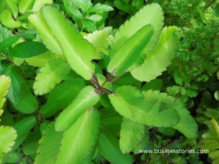 Ranapala Plant (Kidney Stone Plant) Benefits